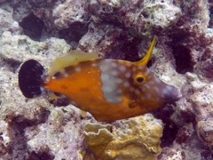 White Spotted Filefish (Not annoyed) (8